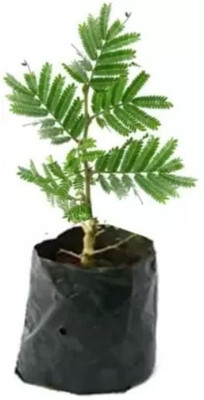 Sundhi Shami/Jand Plant(Pack of 1)