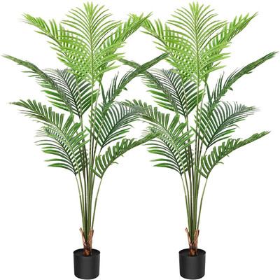 Greenery Nursery Areca Palm(Hybrid, Pack of 1)