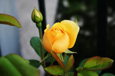 PB MONDIRA PLANT Rose Plant(Hybrid, Pack of 1)