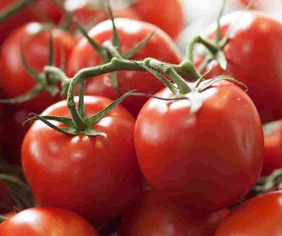 Cloud Farm Tomato Seeds Seed(30 per packet)