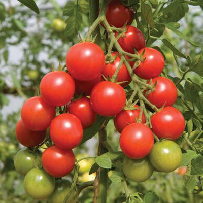 Cloud Farm Tomato Seeds Seed(30 per packet)