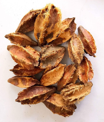 Ravel Terminalia Arjuna/Arjun Tree/Shade Tree Seed/Marudha Maram/Neer Maruthu_400 gm Seed(400 g)