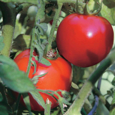Cloud Farm Tomato Seeds Seed(30 per packet)