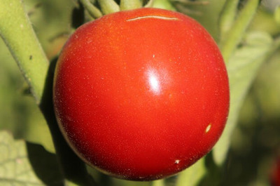Cloud Farm Tomato Seeds Seed(40 per packet)