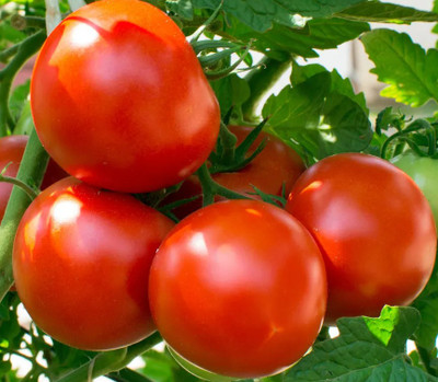 Cloud Farm Tomato Seeds Seed(35 per packet)