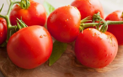 Cloud Farm Tomato Seeds Seed(40 per packet)