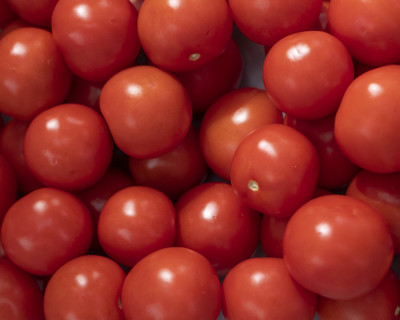Cloud Farm Tomato Seeds Seed(40 per packet)