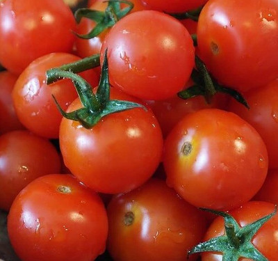 Cloud Farm Tomato Seeds Seed(40 per packet)