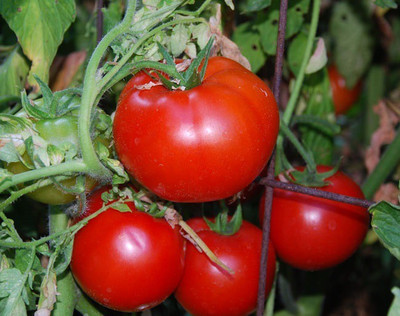 Cloud Farm Tomato Seeds Seed(35 per packet)