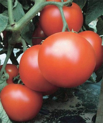 Cloud Farm Tomato Seeds Seed(30 per packet)