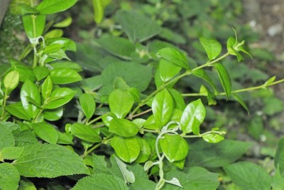 Kapebonavista gymnema sylvestre gudumari plant, it is a plant not a seed Seed(1 per packet)