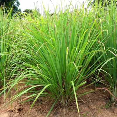 Mozette Grass Seed(55 per packet)
