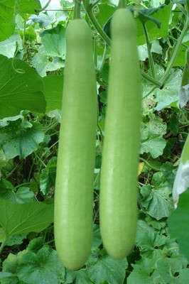 Cosmos Gourd Seed(100 per packet)