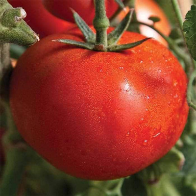 Cloud Farm Tomato Seeds Seed(40 per packet)