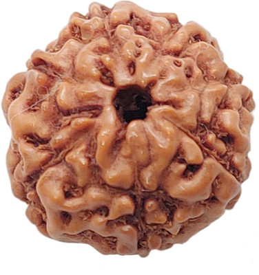 RamG 7 Mukhi Rudraksha 16-18 MM Heavy-2 Fine Wood Pendant