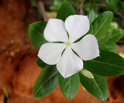 Aquinnah Graden Sadabahar Plant(Hybrid, Pack of 1)