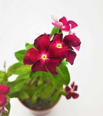 Amazing Gurden Sadabahar Plant(Hybrid, Pack of 1)