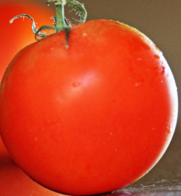 Cloud Farm Tomato Seeds Seed(45 per packet)
