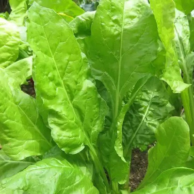 Aro Spinach, Palak Seed(10 per packet)