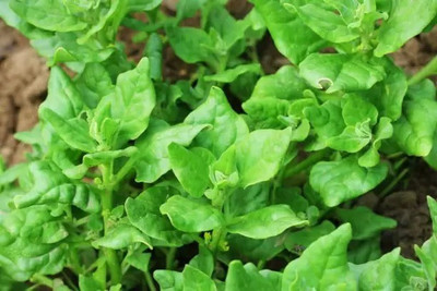 MAA Spinach, Palak Seed(50 per packet)