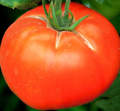 Cloud Farm Tomato Seeds Seed(45 per packet)