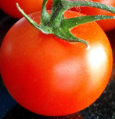 Cloud Farm Tomato Seeds Seed(45 per packet)