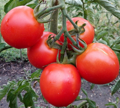 Cloud Farm Tomato Seeds Seed(45 per packet)