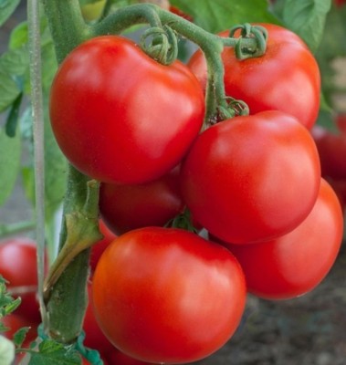 Cloud Farm Tomato Seeds Seed(40 per packet)