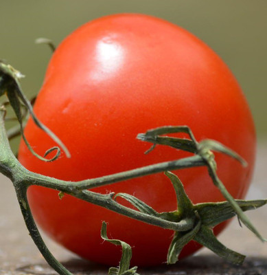 Cloud Farm Tomato Seeds Seed(45 per packet)
