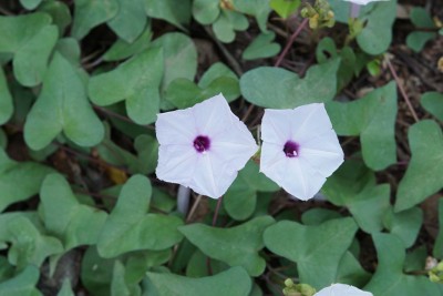 ZIXA IPOMEA FLOWER Seed(10 per packet)