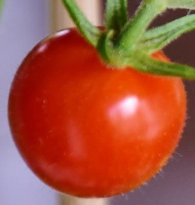 Cloud Farm Tomato Seeds Seed(30 per packet)