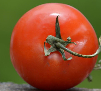 Cloud Farm Tomato Seeds Seed(45 per packet)