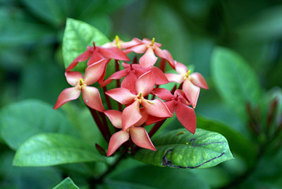 Ukanda Trothic Ixora/Chethi Plant(Hybrid, Pack of 1)