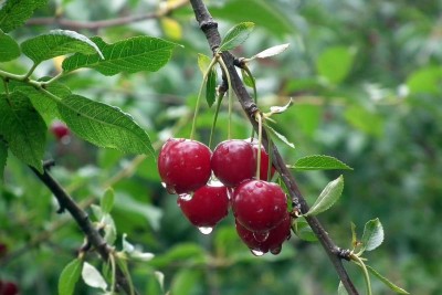 Plants Heaven Cherry Fruit Plant(Hybrid, Pack of 1)