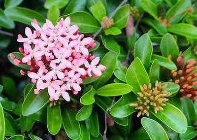Ukanda Trothic Ixora/Chethi Plant(Hybrid, Pack of 1)