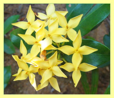 Ukanda Trothic Ixora/Chethi Plant(Hybrid, Pack of 1)
