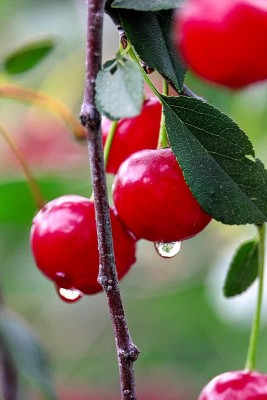 My Dream Nursery Cherry Fruit Plant(Hybrid, Pack of 1)