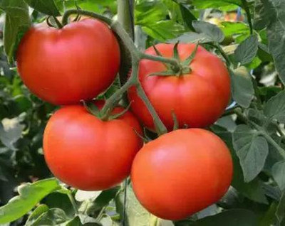Cloud Farm Tomato Seeds Seed(30 per packet)