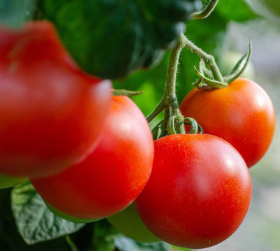 Cloud Farm Tomato Seeds Seed(30 per packet)