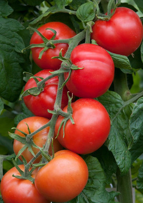 Cloud Farm Tomato Seeds Seed(30 per packet)