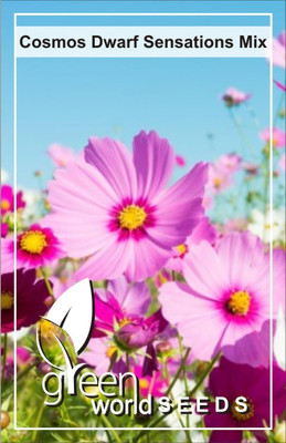 Green World Cosmos Dwarf Sensations Mix 10 SEEDS PACK Seed(10 per packet)