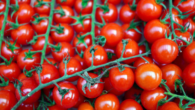 Cloud Farm Tomato Seeds Seed(30 per packet)