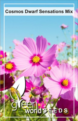 Green World Cosmos Dwarf Sensations Mix 20 seeds Seed(20 per packet)