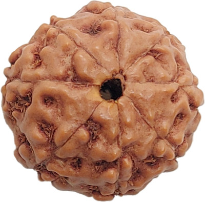 RamG 8 Mukhi Rudraksha 16-18 MM Heavy-1 Very Fine Wood Pendant