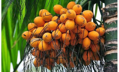 GreenHorizon Betel Nut/Supari Plant(Hybrid, Pack of 2)