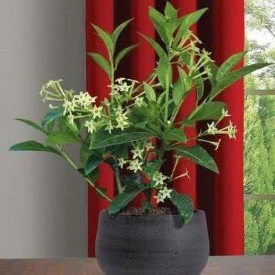MagicQueen Night Bloom Jasmine Plant(Hybrid, Pack of 1)