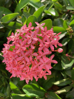 Ukanda Trothic Ixora/Chethi Plant(Hybrid, Pack of 1)