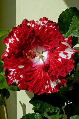FasonGreen Hibiscus Plant(Hybrid, Pack of 1)