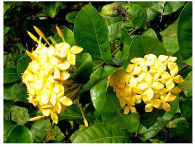 Ukanda Trothic Ixora/Chethi Plant(Hybrid, Pack of 1)