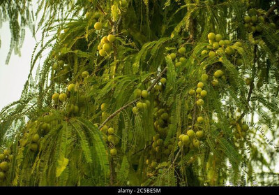 KUMUBON Amla Plant(Hybrid, Pack of 1)